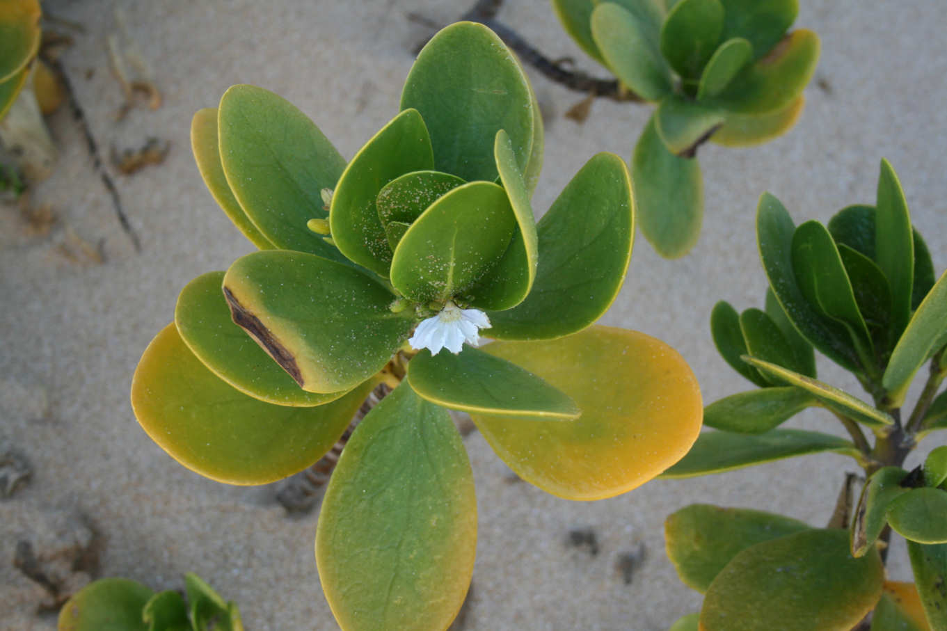 Scaevola plumieri
