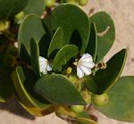 Scaevola plumieri