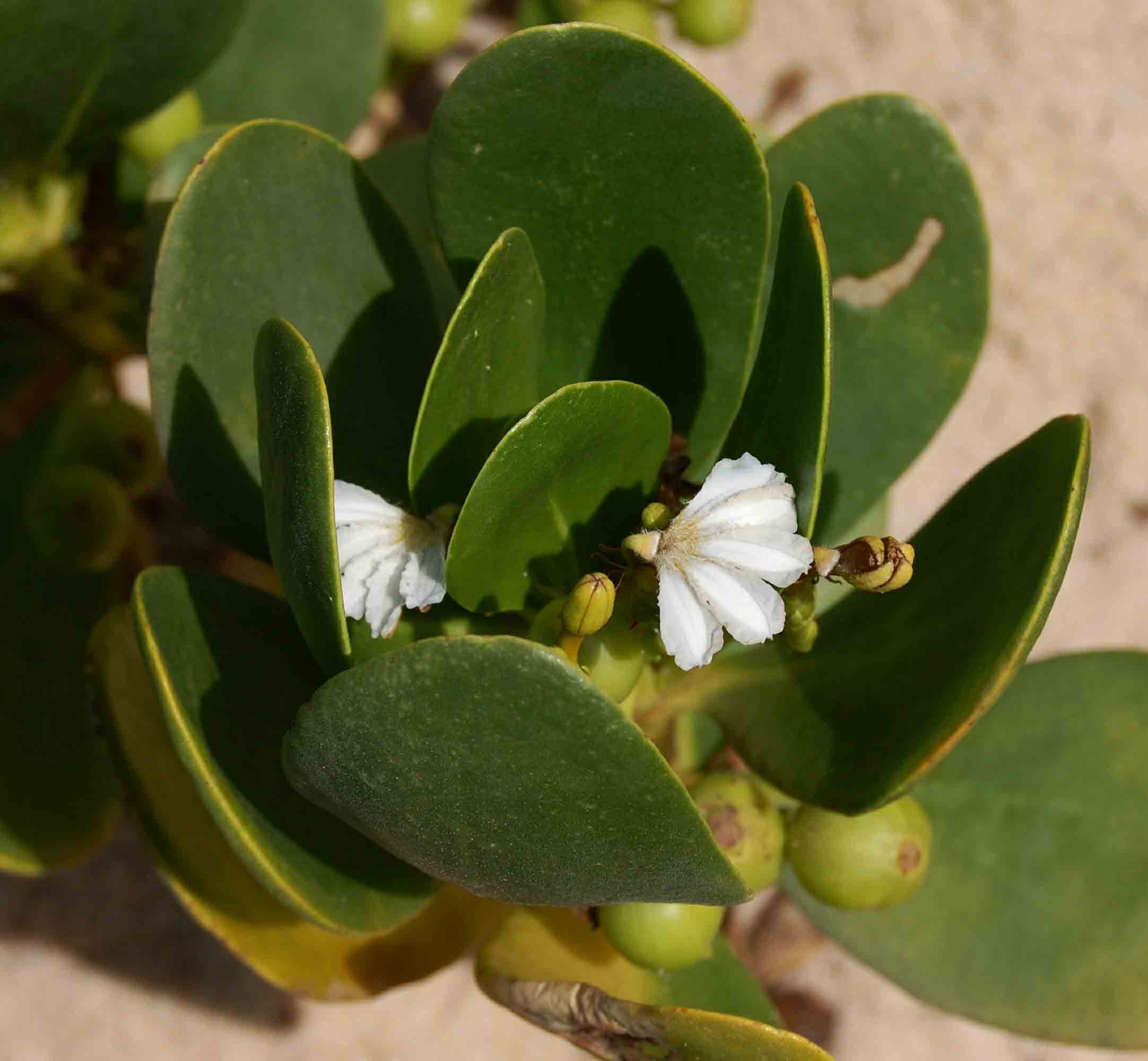 Scaevola plumieri