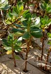 Scaevola plumieri