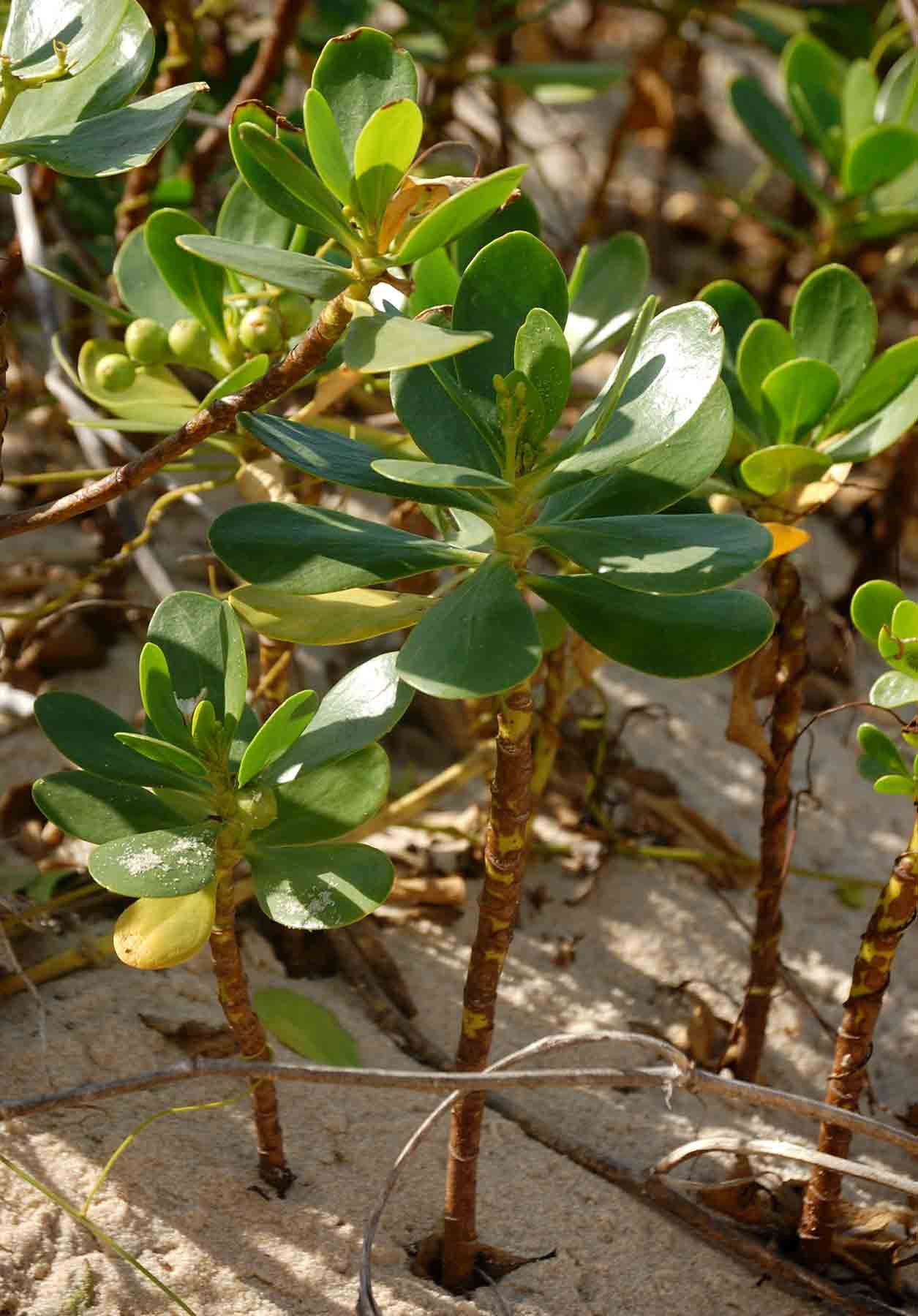 Scaevola plumieri