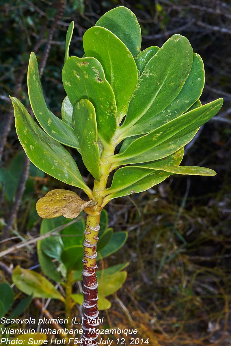 Scaevola plumieri