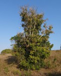 Dolichandrone alba