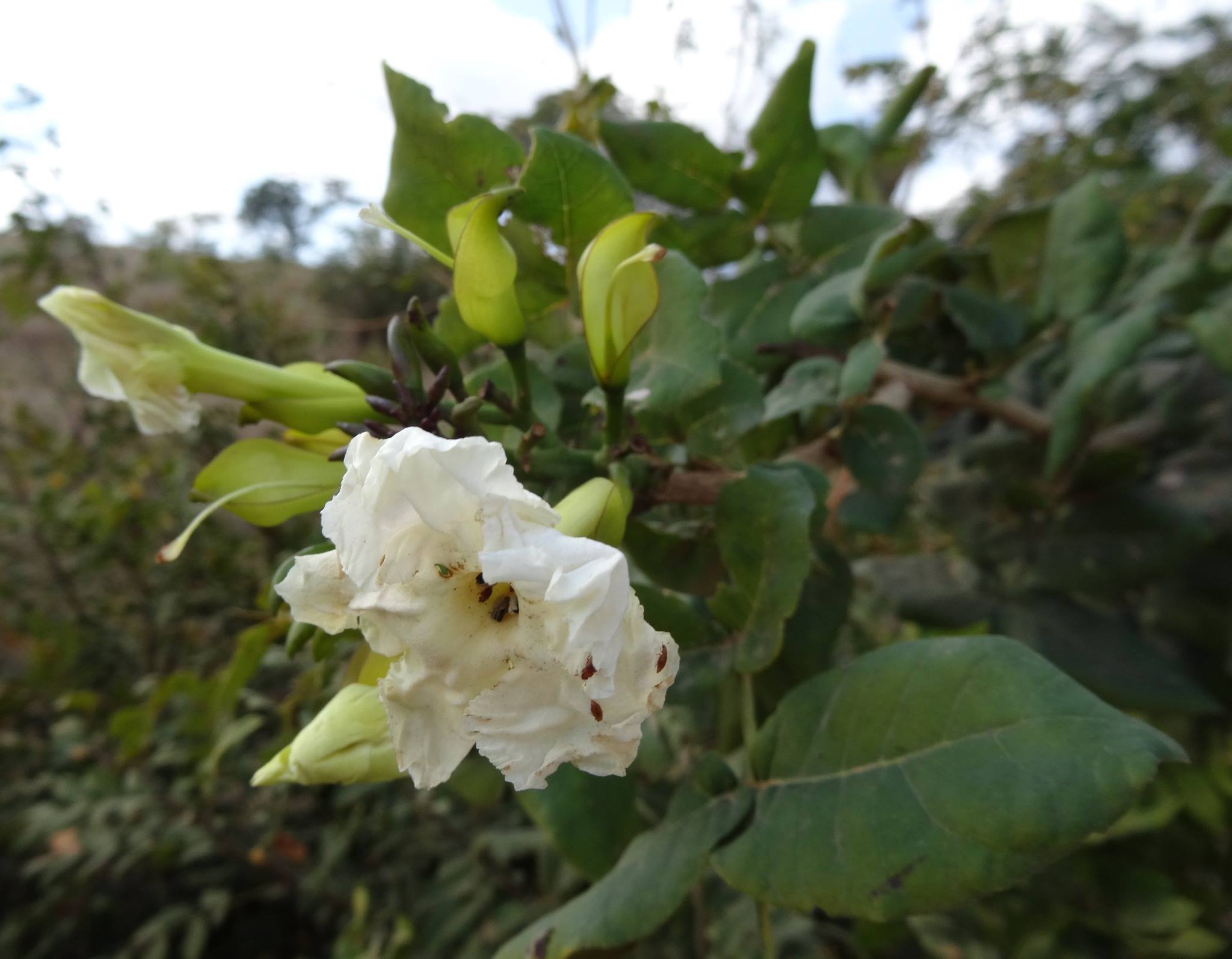 Dolichandrone alba