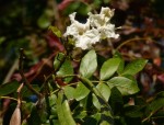 Dolichandrone alba