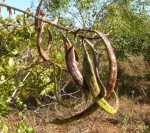 Dolichandrone alba
