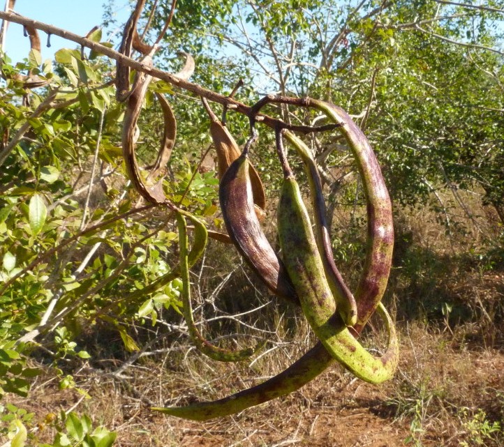 Dolichandrone alba