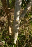 Dolichandrone alba