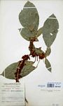 Cola mossambicensis