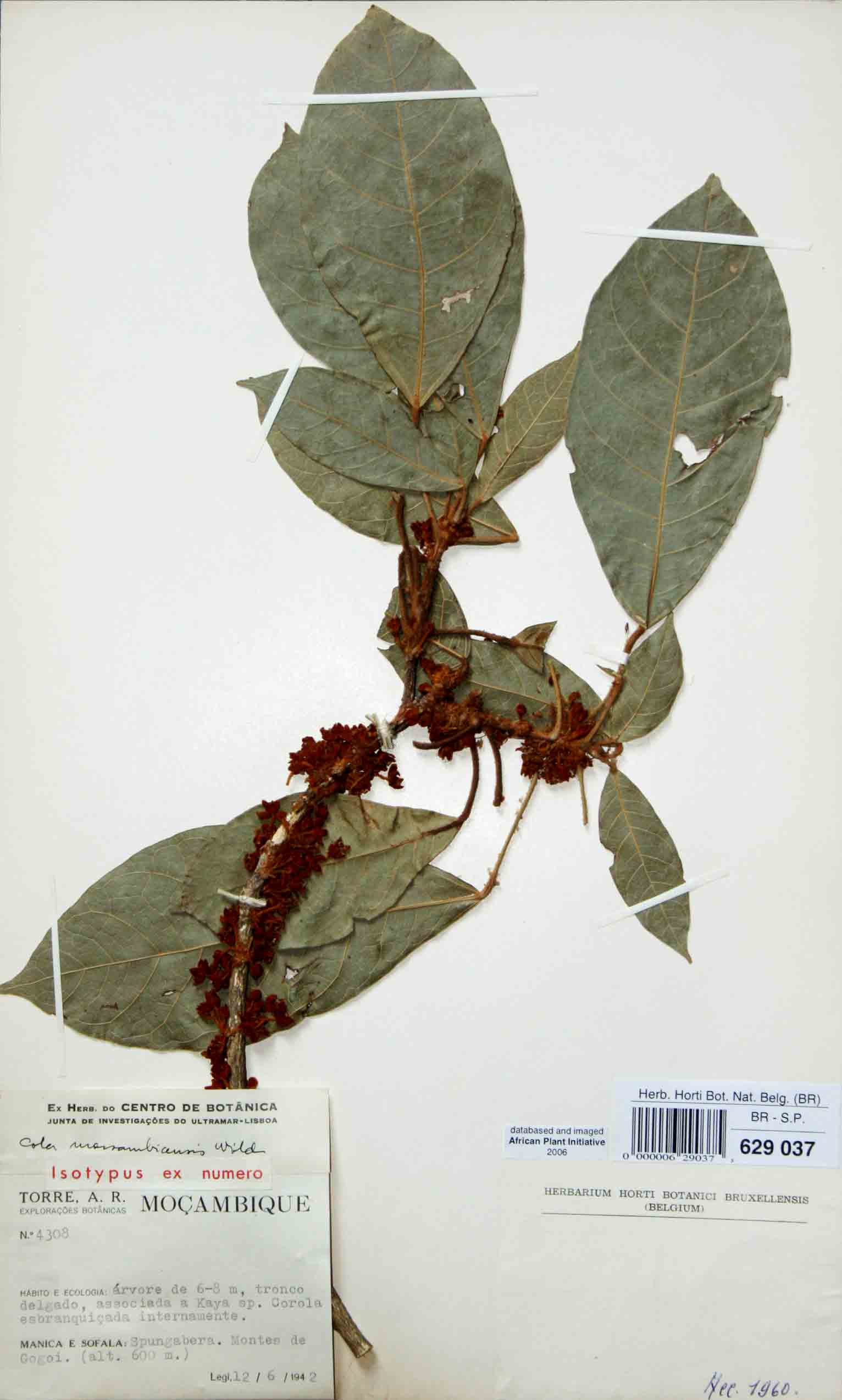Cola mossambicensis