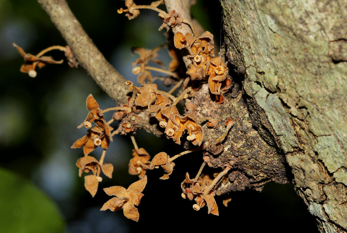 Cola mossambicensis