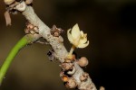 Cola mossambicensis