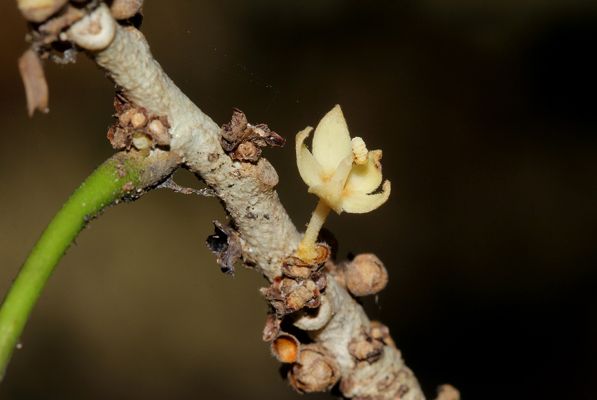 Cola mossambicensis