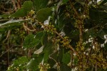 Cola mossambicensis