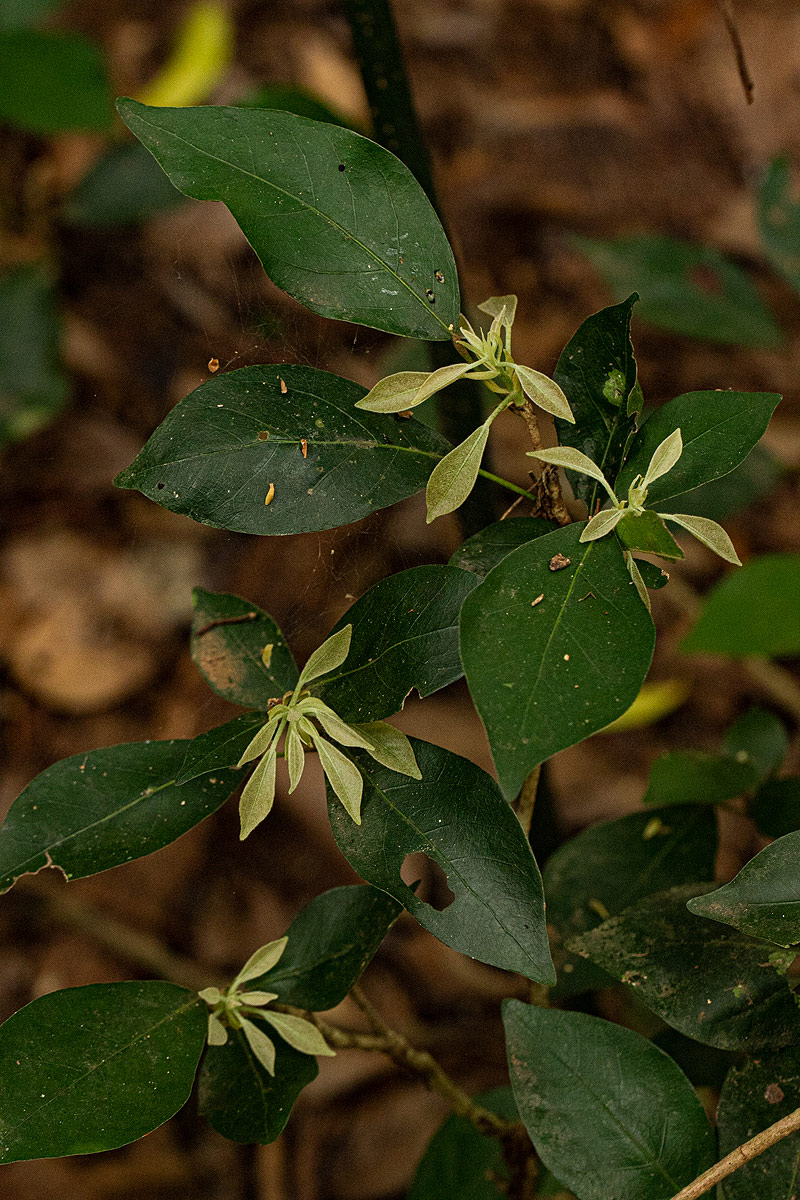 Cola mossambicensis