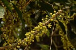 Cola mossambicensis