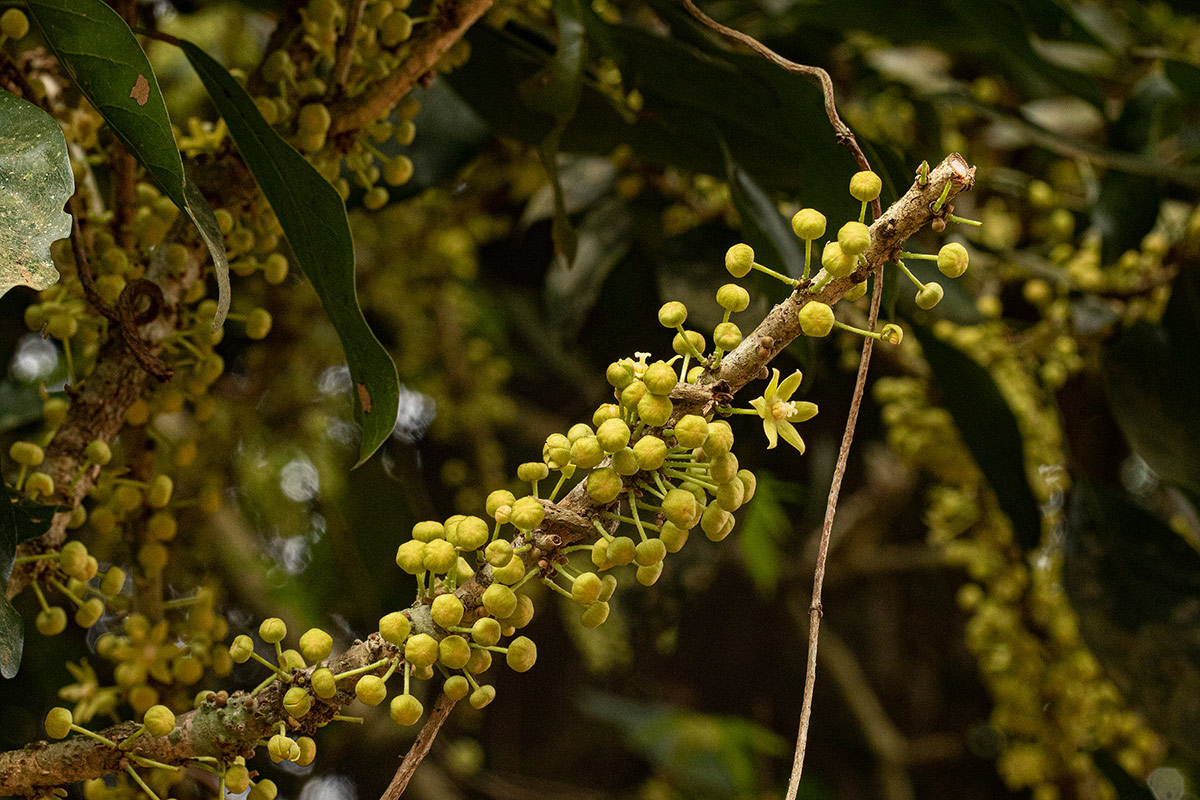 Cola mossambicensis