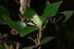 Cola mossambicensis