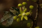 Cola mossambicensis