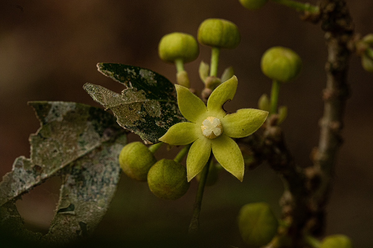 Cola mossambicensis