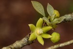 Cola mossambicensis
