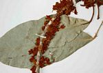 Cola mossambicensis