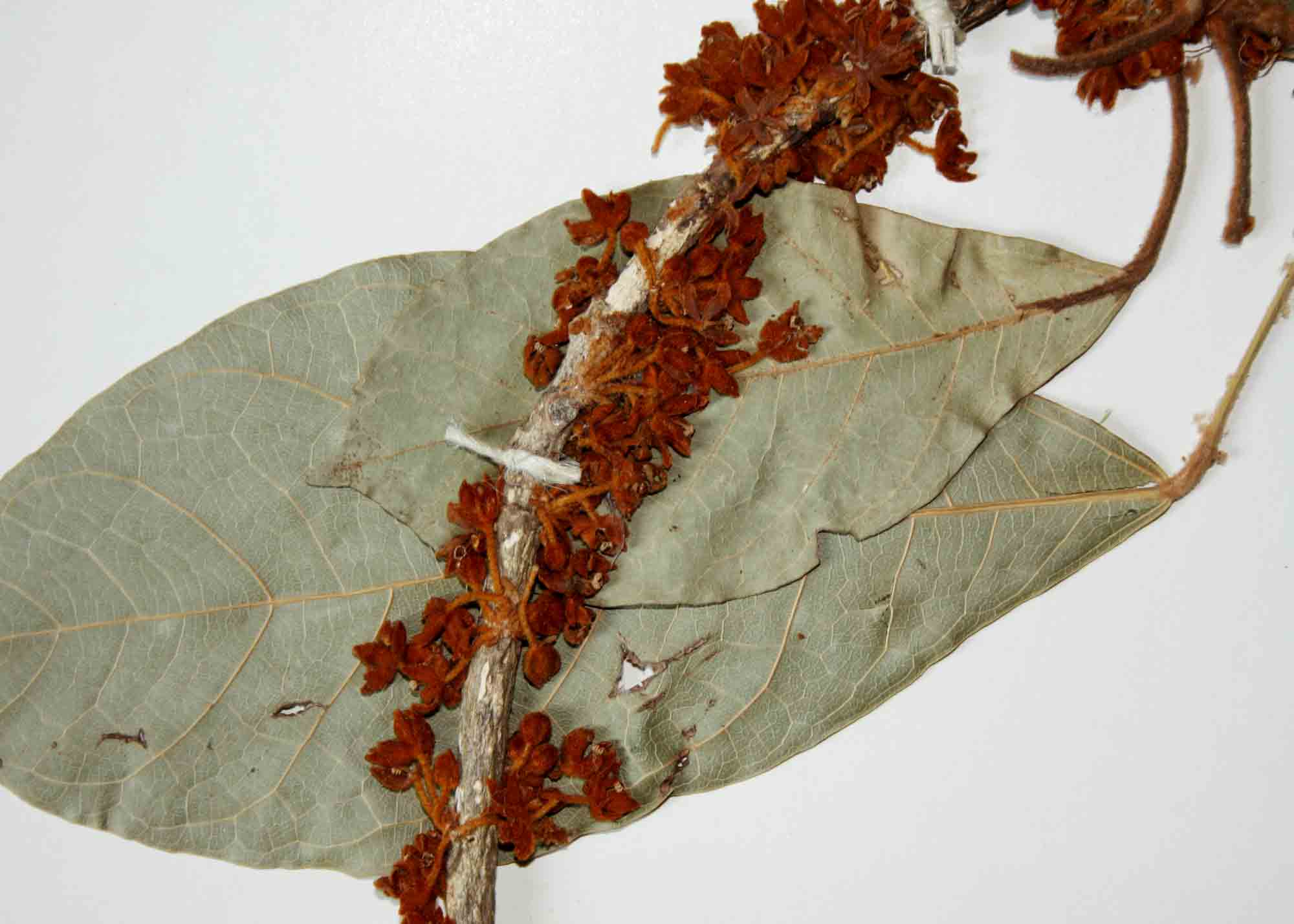 Cola mossambicensis