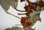 Cola mossambicensis