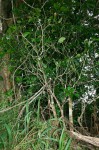 Cola mossambicensis
