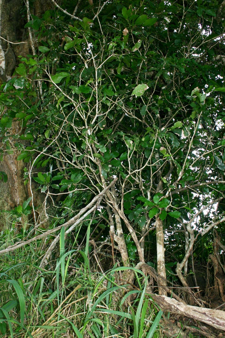 Cola mossambicensis