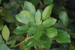 Cola mossambicensis