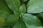 Cola mossambicensis