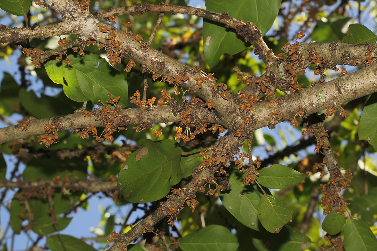 Cola mossambicensis