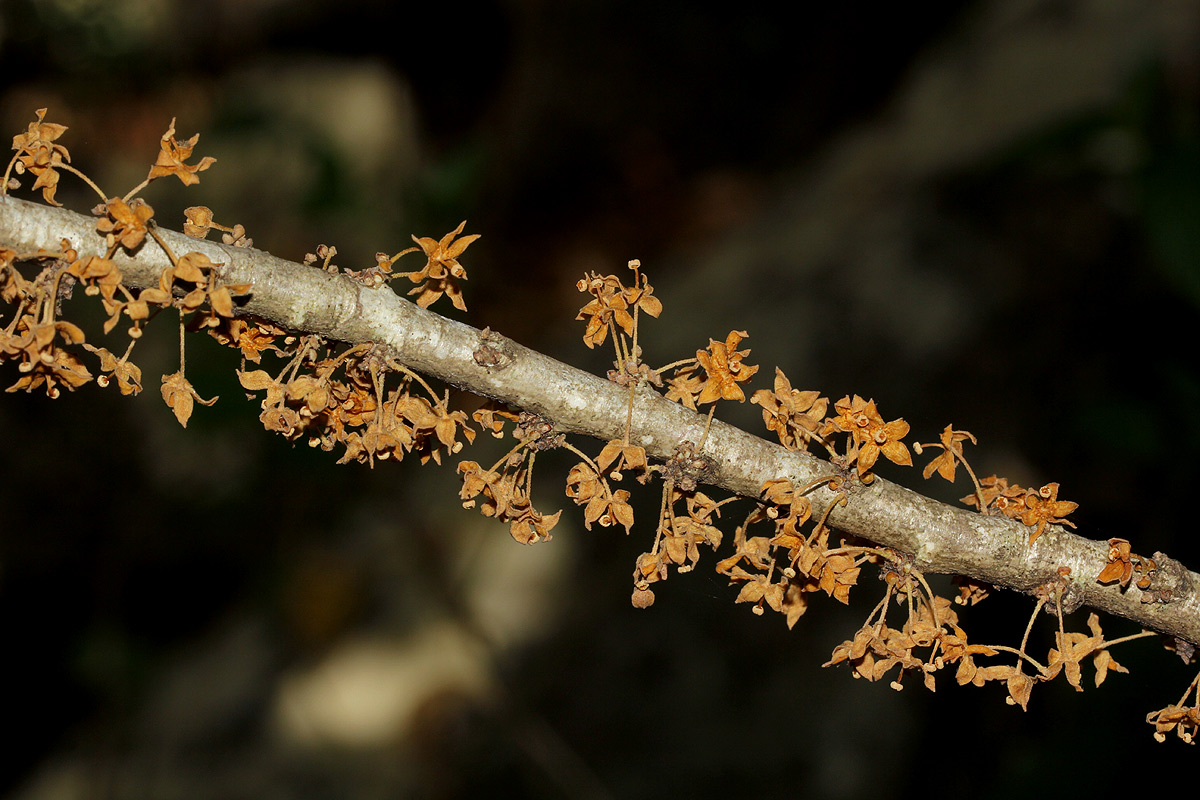 Cola mossambicensis