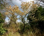 Dombeya shupangae