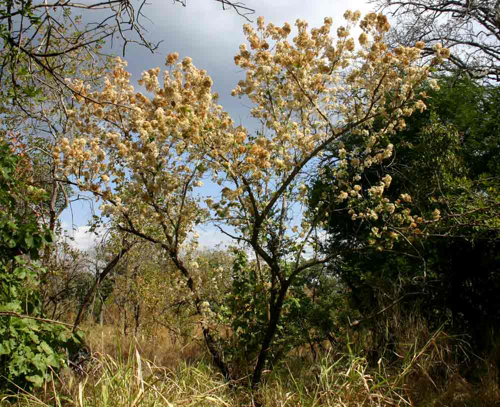 Dombeya shupangae
