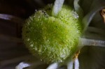 Dombeya shupangae