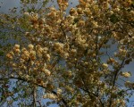 Dombeya shupangae