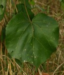 Dombeya shupangae