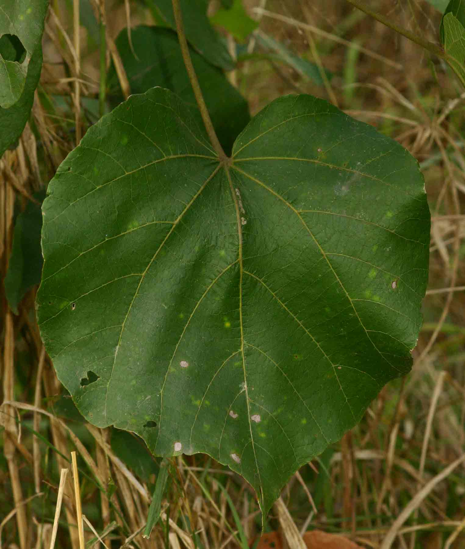 Dombeya shupangae