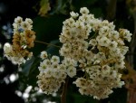 Dombeya shupangae