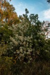 Dombeya shupangae