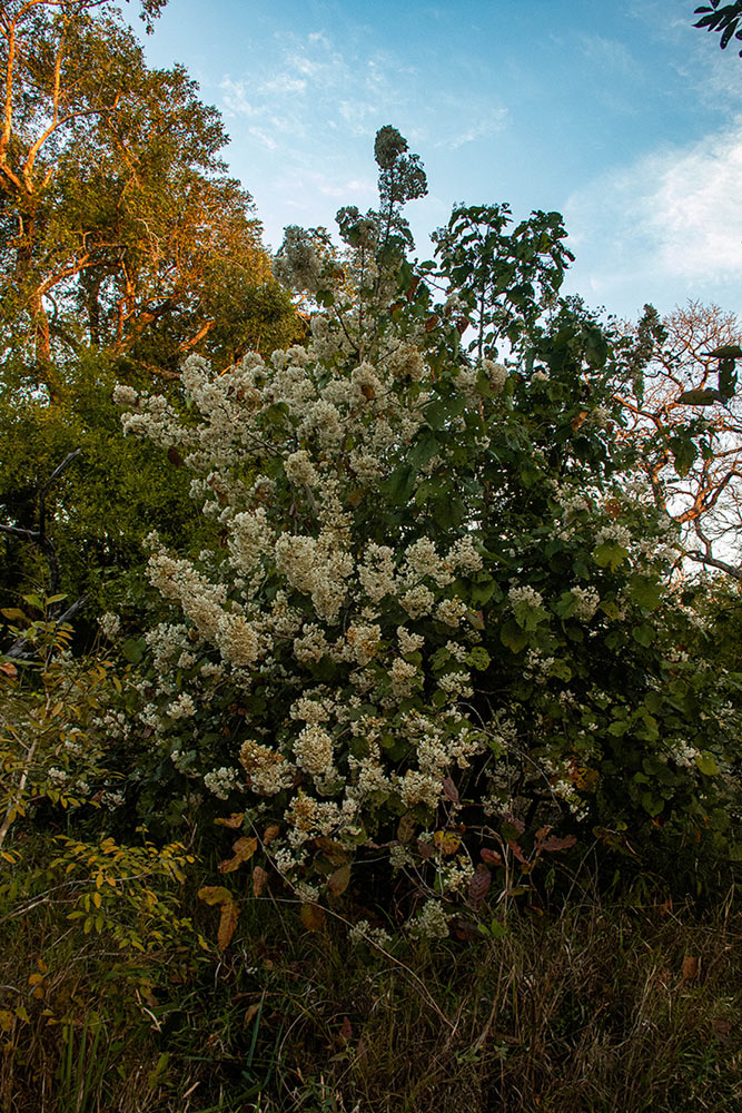 Dombeya shupangae