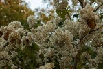 Dombeya shupangae