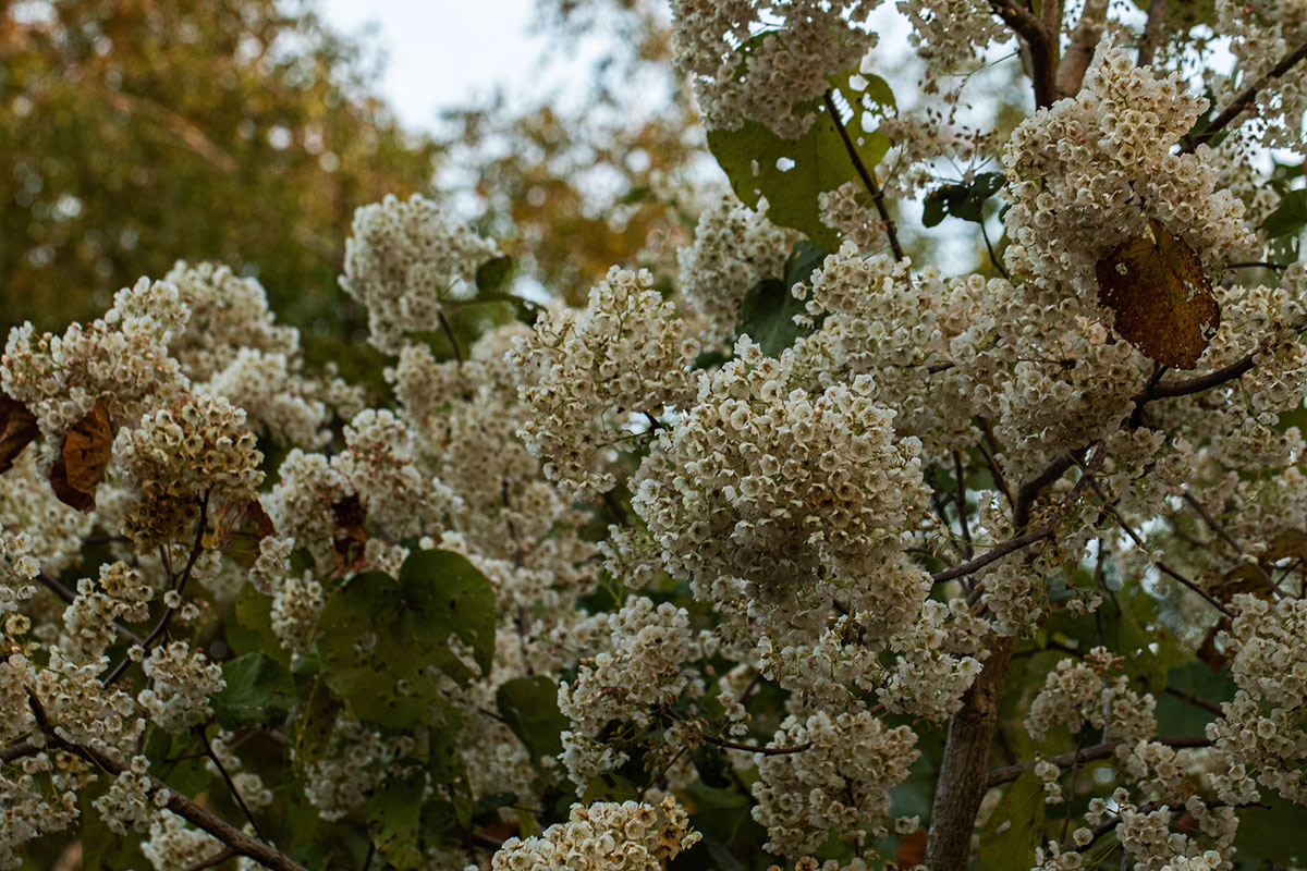 Dombeya shupangae