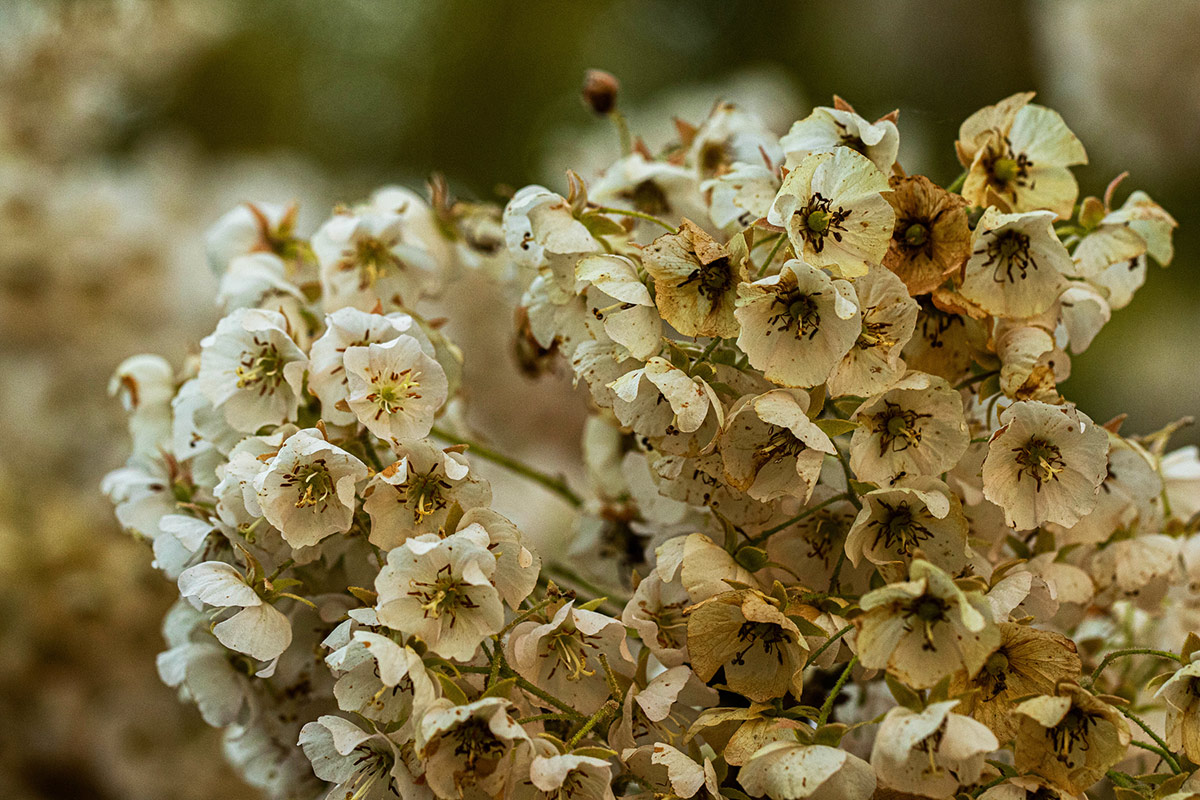 Dombeya shupangae