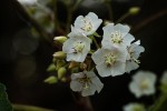 Dombeya shupangae