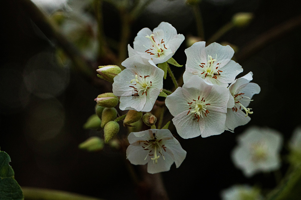 Dombeya shupangae