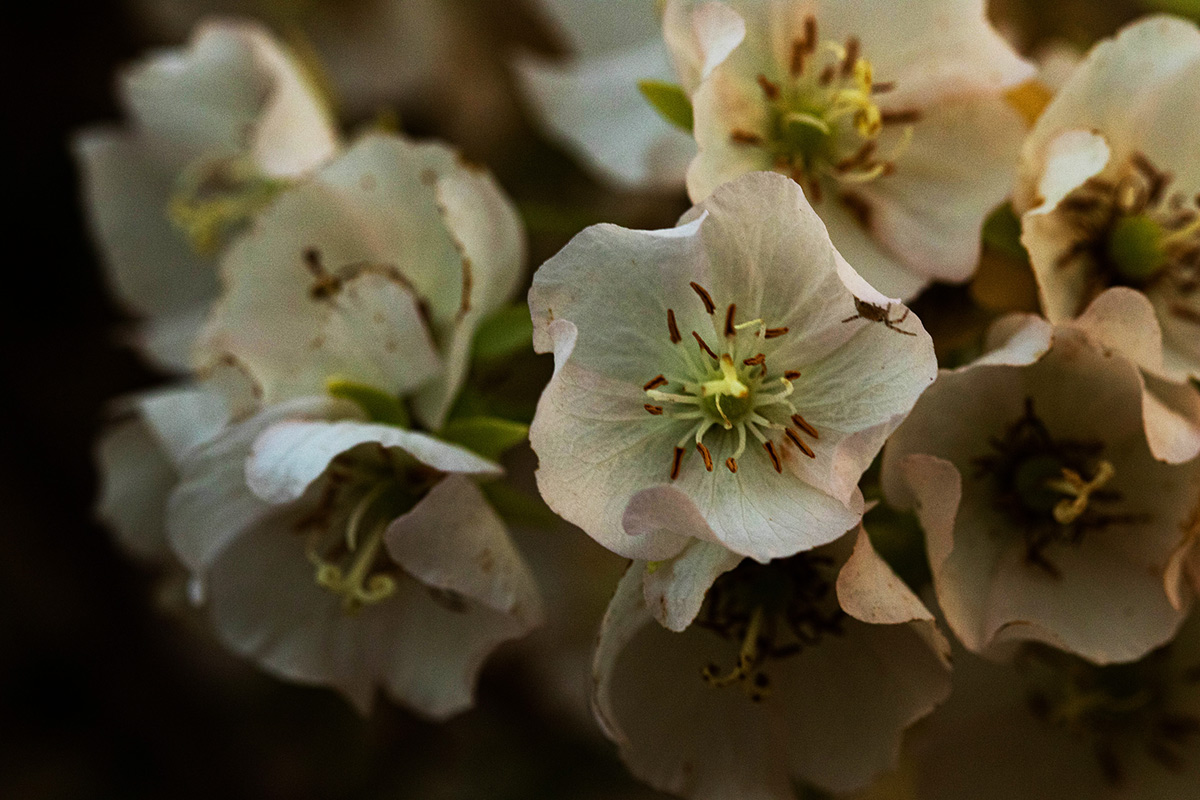 Dombeya shupangae