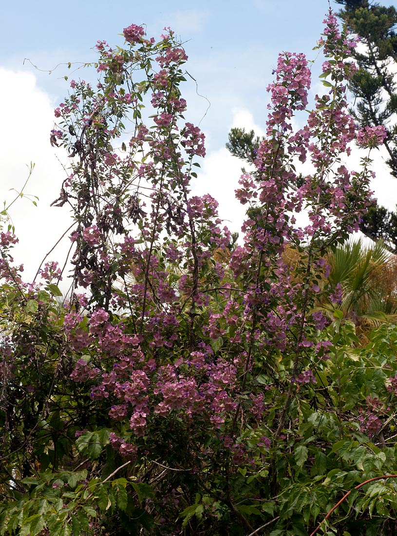 Karomia speciosa